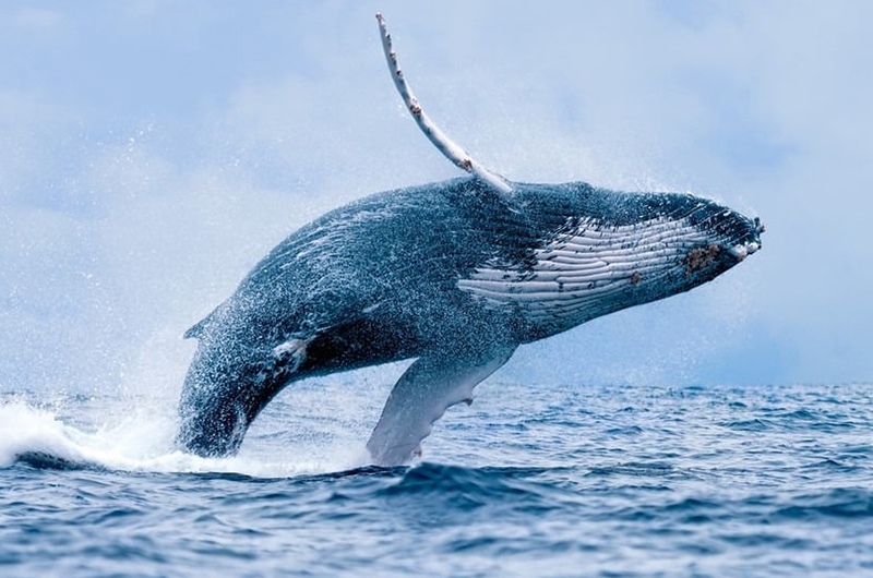 الحيتان آية دلالية ومنفعة دنيوية